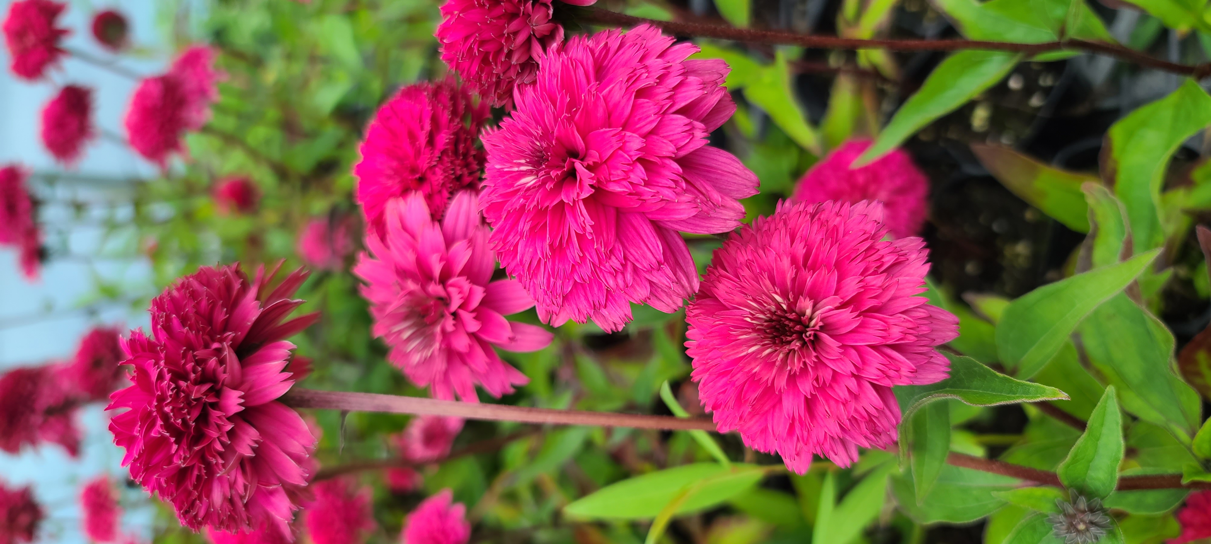 Echinacea purpurea 'Summer Cherry'